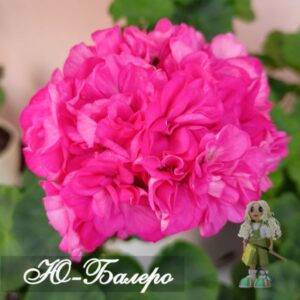 Пеларгония зональная Ю-Балеро
