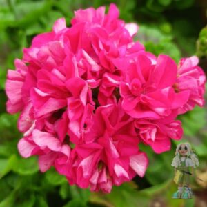 Пеларгония зональная Ю-Балеро