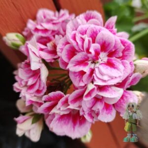 Пеларгония гибридная Ю-Домна Белотелова