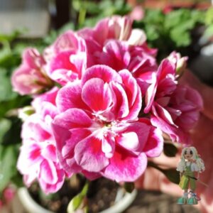 Пеларгония гибридная Ю-Домна Белотелова