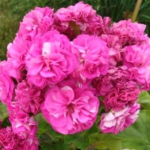 Пеларгония гибридный зонартик Ю-Грушенька