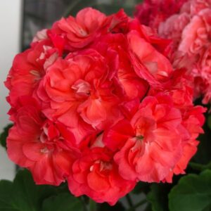 Пеларгония зональная Ю-Кариока