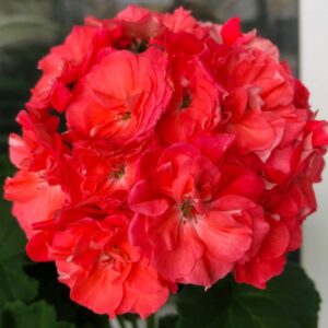 Пеларгония зональная Ю-Кариока