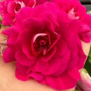 Пеларгония гибридная Ю-Катерина