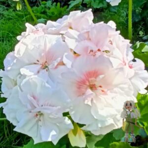 Пеларгония зональная Ю-Кэлушарий