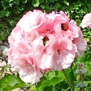 Пеларгония зональная Ю-Кэлушарий