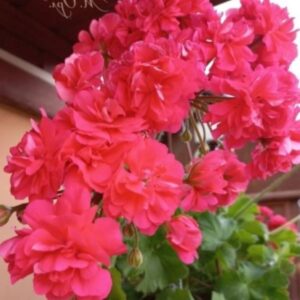 Пеларгония гибридная Ю-Лариса Огудалова