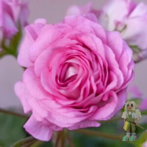 Пеларгония зонартик Ю-Марлезон 2