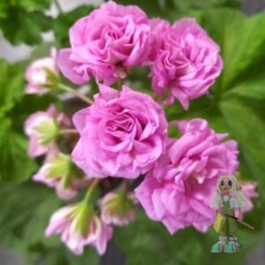 Пеларгония зонартик Ю-Марлезон 2