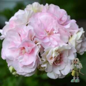 Пеларгония зональная Ю-Менуэт