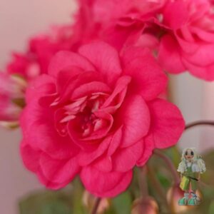 Пеларгония гибридная Ю-Пена дней