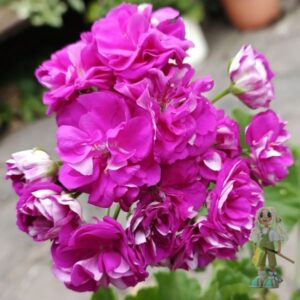 Пеларгония зональная Ю-Пиковая Дама