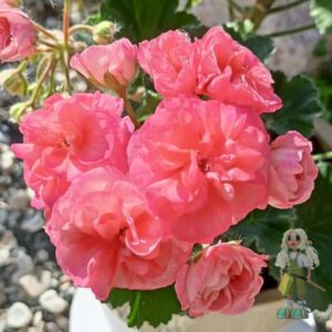 Пеларгония зональная Ю-Полонез