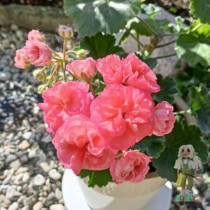 Пеларгония зональная Ю-Полонез