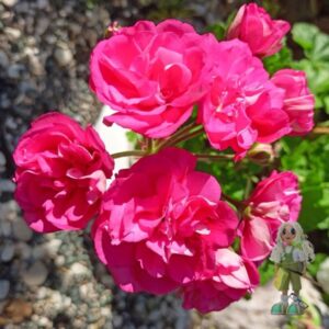 Пеларгония зонартик Ю-Сакура