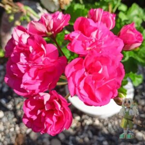 Пеларгония зонартик Ю-Сакура