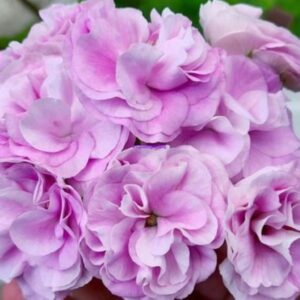 Пеларгония зональная ЮВ-15.21