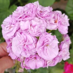 Пеларгония зональная ЮВ-15.21