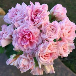 Пеларгония гибридная ЮВ-Баронесса