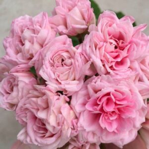 Пеларгония гибридная ЮВ-Баронесса