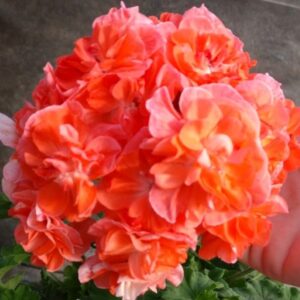 Пеларгония гибридная ЮВ-Феникс