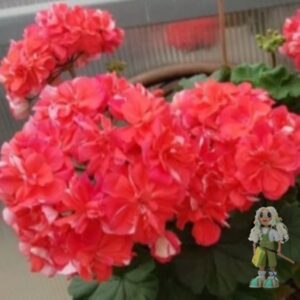 Пеларгония гибридная ЮВ-Кардинал