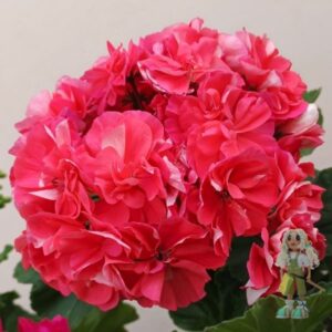 Пеларгония гибридная ЮВ-Кардинал