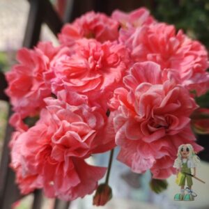 Пеларгония зонартик ЮВ-Карфаген