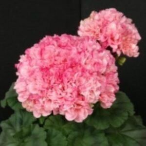 Пеларгония зональная ЮВ-Ранетка