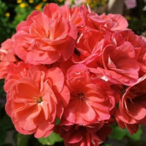 Пеларгония зональная ЮВ-Рыжая Бестия