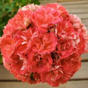 Пеларгония зональная ЮВ-Рыжая Бестия