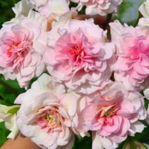 Пеларгония гибридная ЮВ-Северная Андромеда