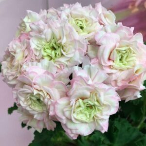 Пеларгония гибридная ЮВ-Северная Андромеда