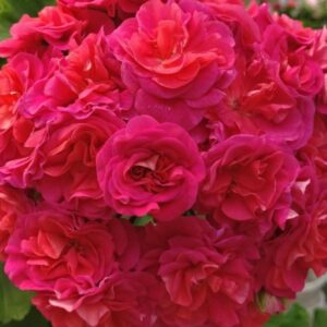 Пеларгония зональная гибридная ЮВ-Византия