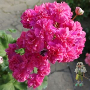 Пеларгония зональная гибридная ЮВ-Византия