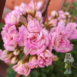 Пеларгония гибридная ЮВ-Звезда Водолея