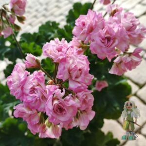 Пеларгония гибридная ЮВ-Звезда Водолея