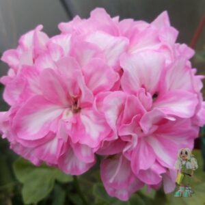 Пеларгония плющелистная Zeebra Lee