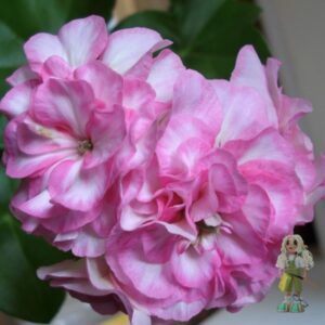 Пеларгония плющелистная Zeebra Lee