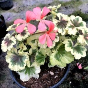 Пеларгония зональная Ansbrook Mulberry Blotch 