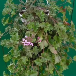 Пеларгония душистая Deerwood Lavender Lass 