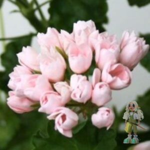 Пеларгония тюльпановидная Emma fran Bengtsbo