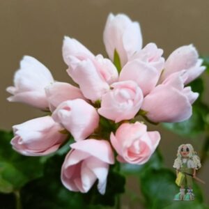 Пеларгония тюльпановидная Emma fran Bengtsbo