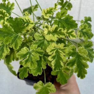 Пеларгония душистая Fragrans Variegatum