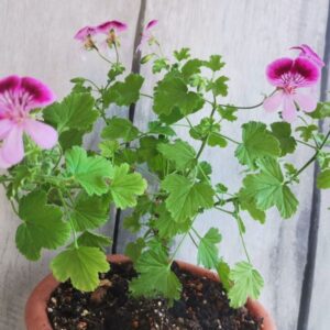 Пеларгония душистая Gemstone