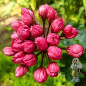 Пеларгония тюльпановидная Herma