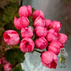 Пеларгония тюльпановидная Herma