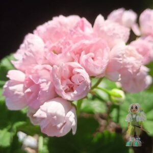 Пеларгония тюльпановидная Marbacka Tulpan