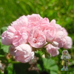 Пеларгония тюльпановидная Marbacka Tulpan