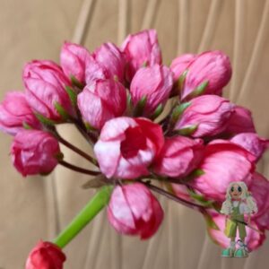 Пеларгония тюльпановидная Lilian Andrea